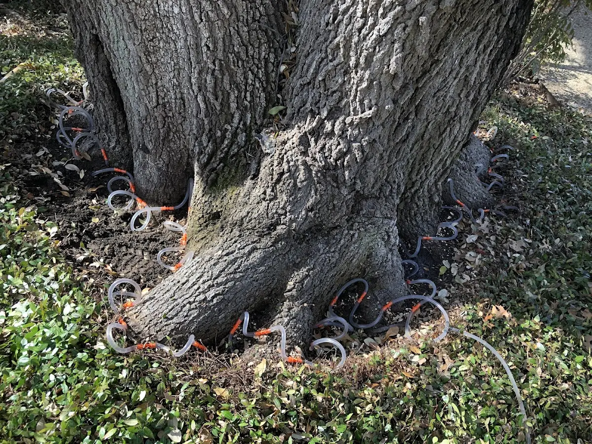 Detailed Shrub and Hedge Trimming job site in Highwood
