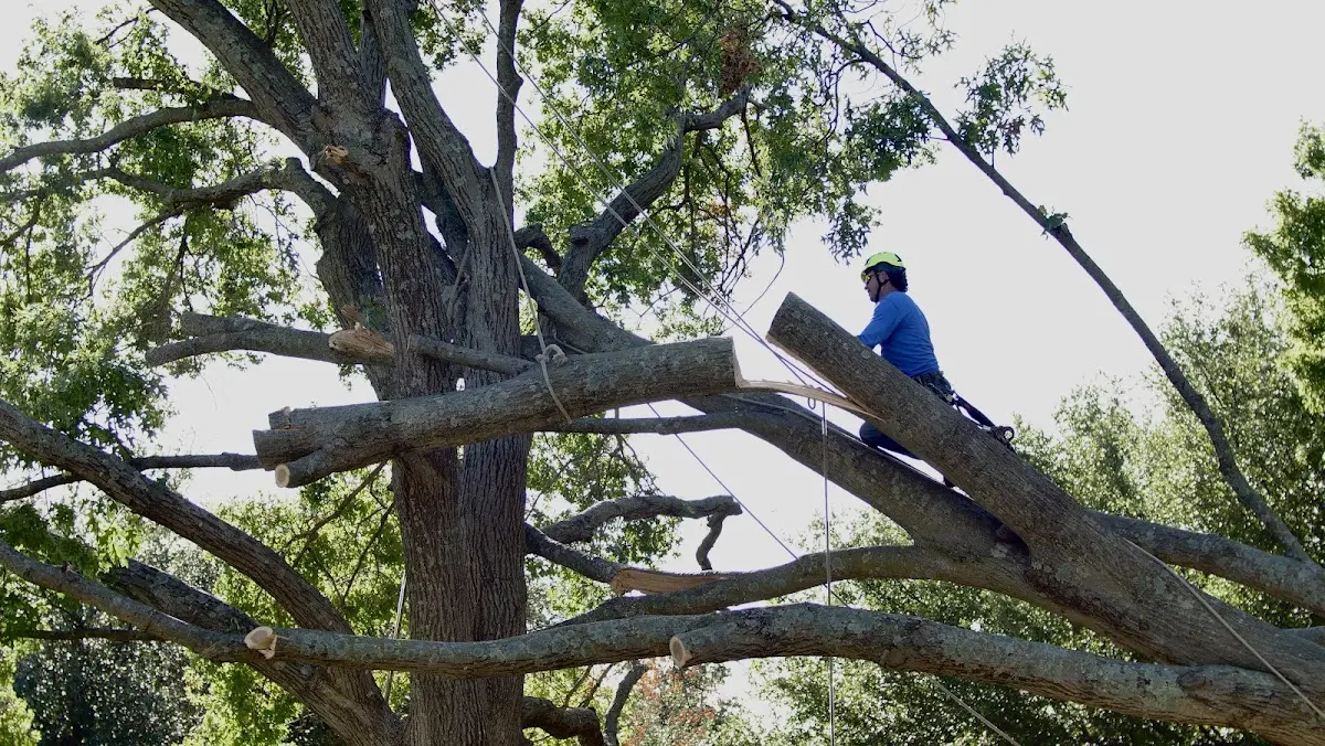 Professional Crown Thinning performed by certified arborists in Highwood